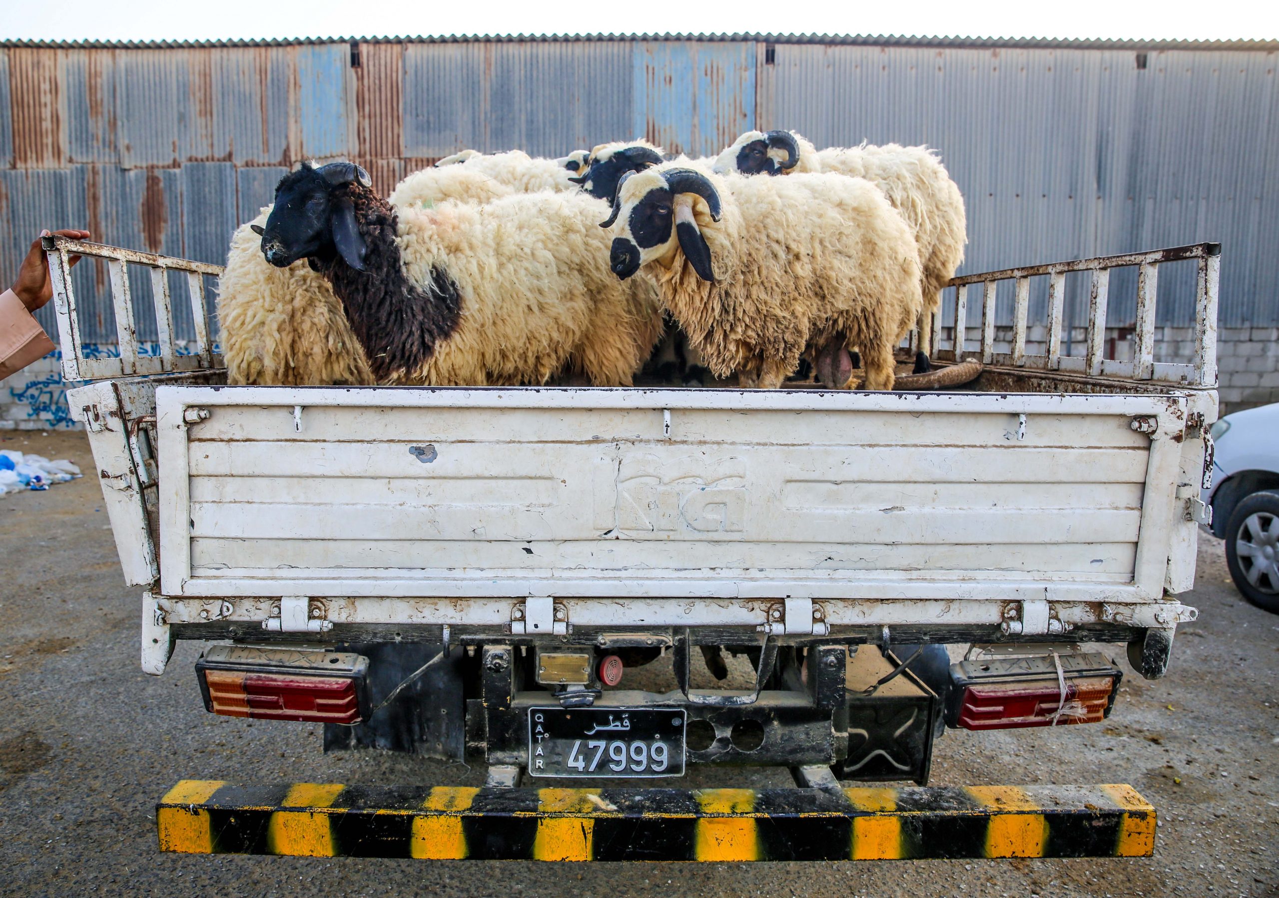 Qatar slashes sheep prices for citizens ahead of Eid Al Adha