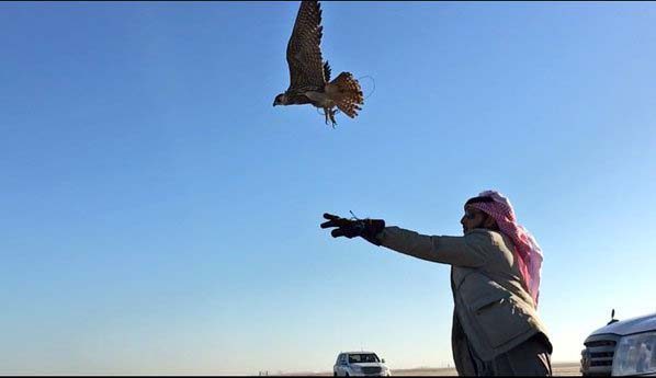 Qatar to release dozens of falcons into the wild to support conservation efforts