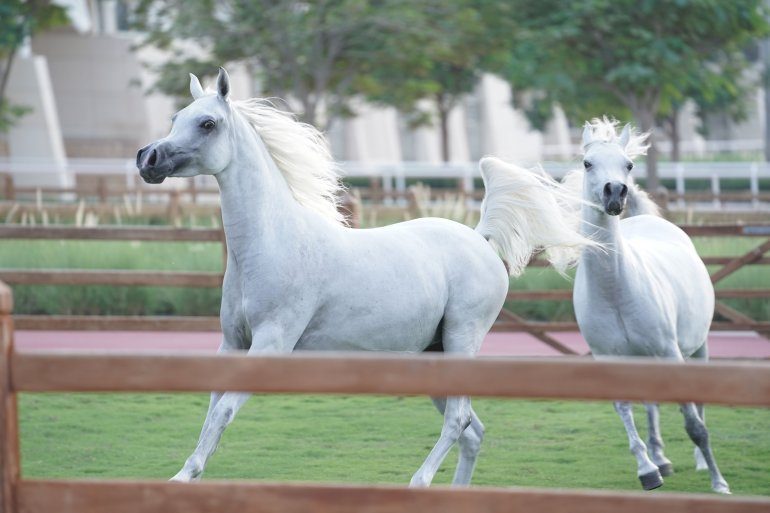 ‘Finest’ stallions on show as Qatar’s most prestigious horse festival kicks off