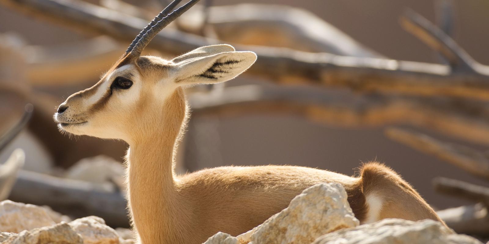 World Wildlife Day: Meet Qatar’s fascinating wildlife animals