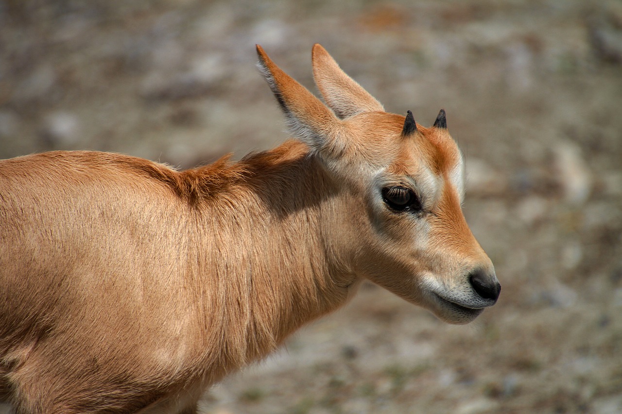 Wildlife nature reserves in Qatar re-open for visits