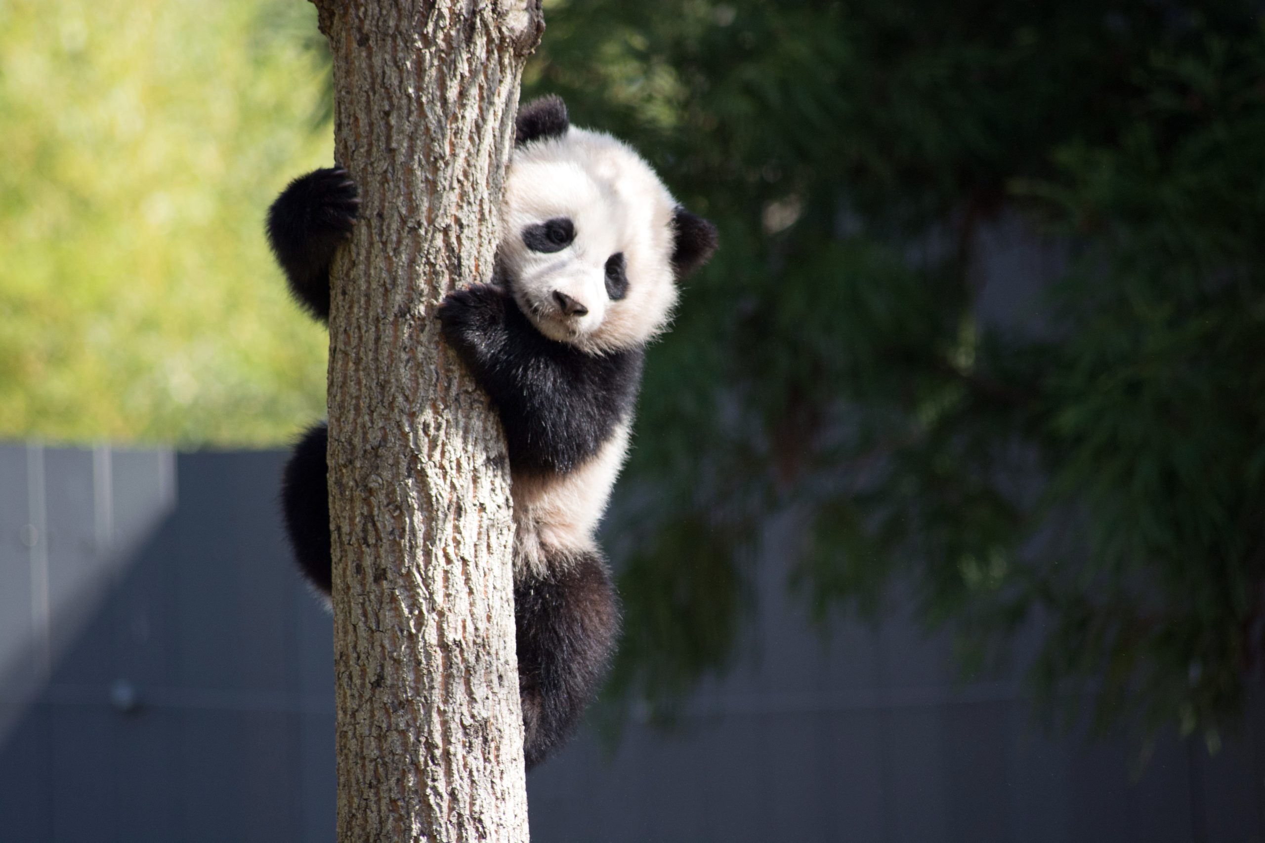 Why China has gifted World Cup host Qatar with two giant pandas