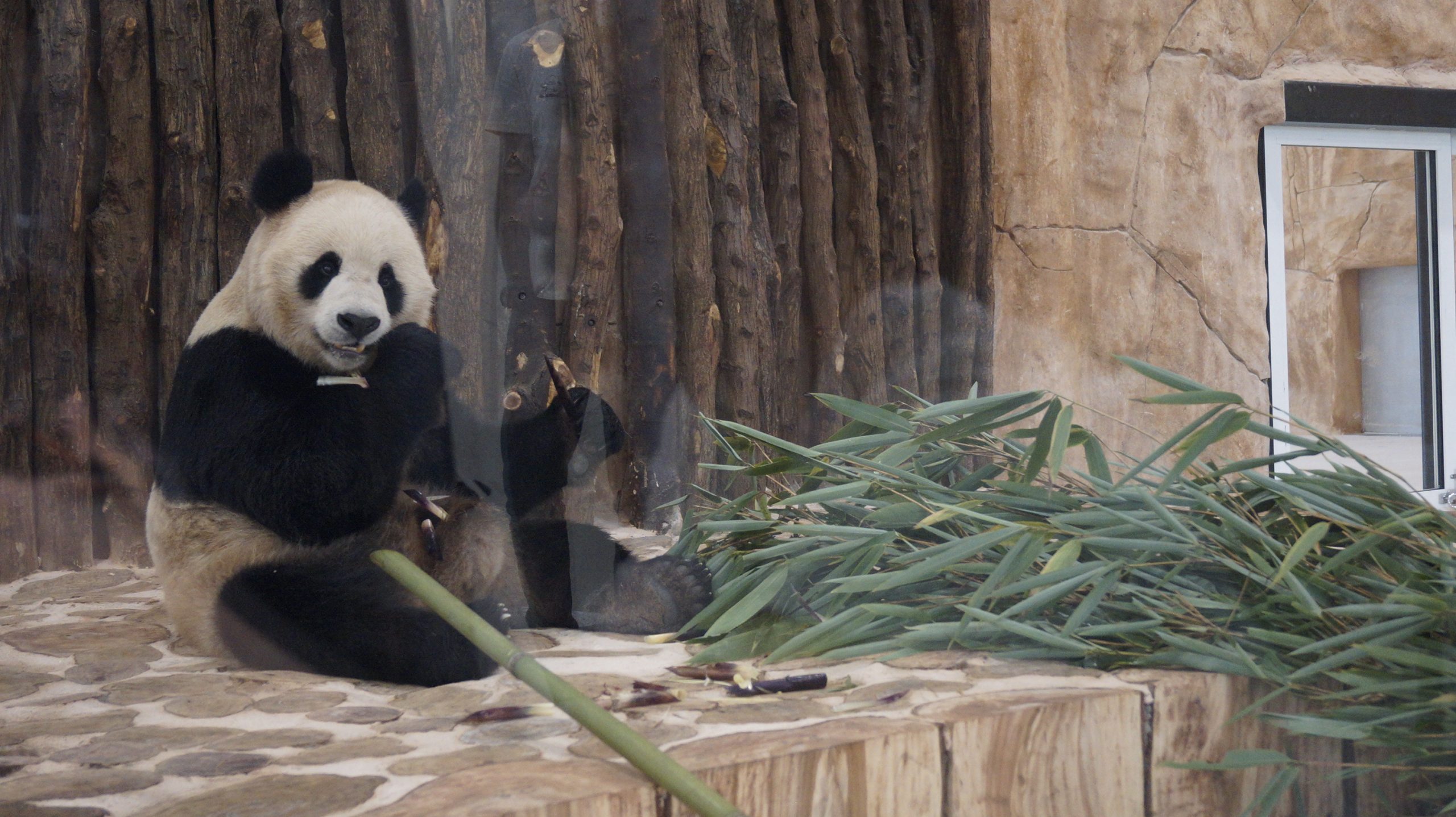 China’s gifted pandas arrive in Qatar to ‘fully air-conditioned’ new home