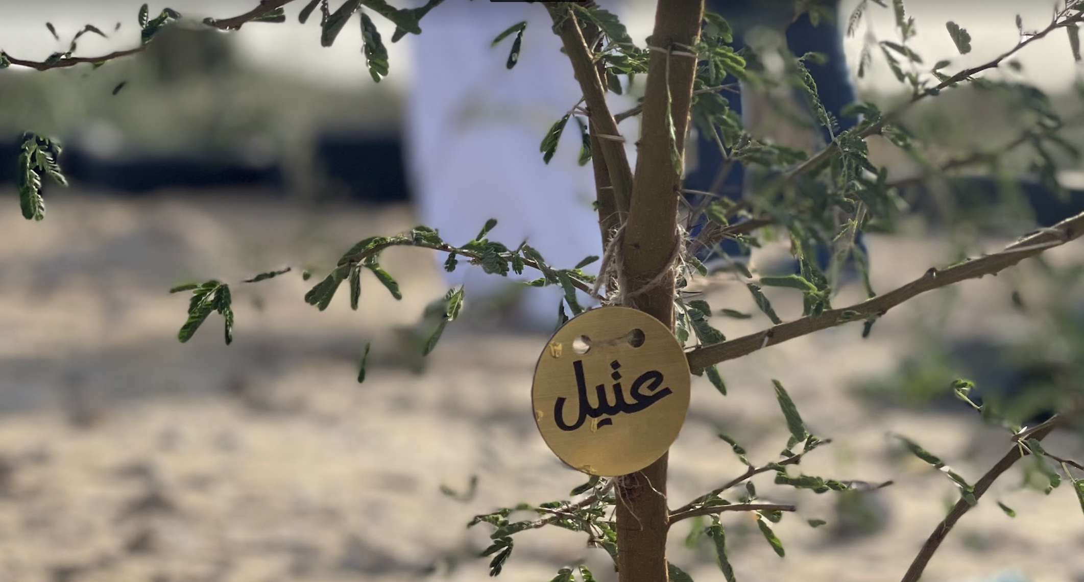 Palestinian community in Qatar plant one thousand trees to mark Environment Day