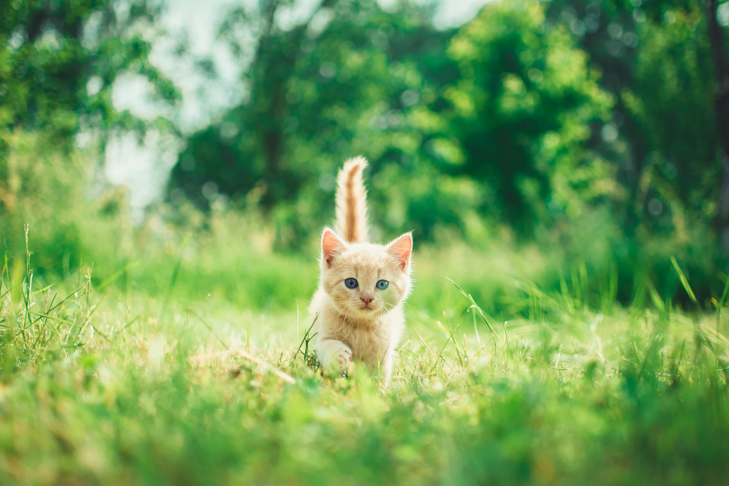 Pet cats and dogs may prevent infants from developing food allergies: study