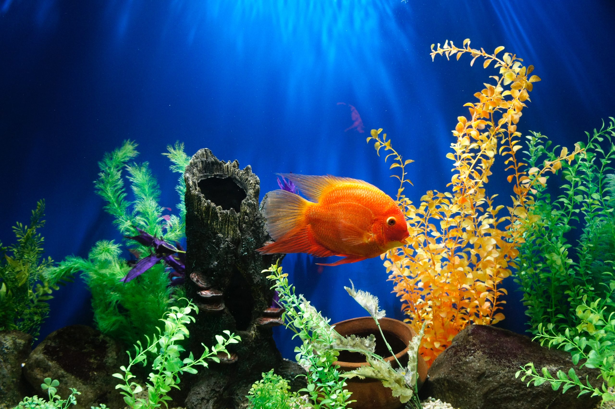 Owning tropical fish tank could be ‘as bad for environment’ as driving, researchers claim