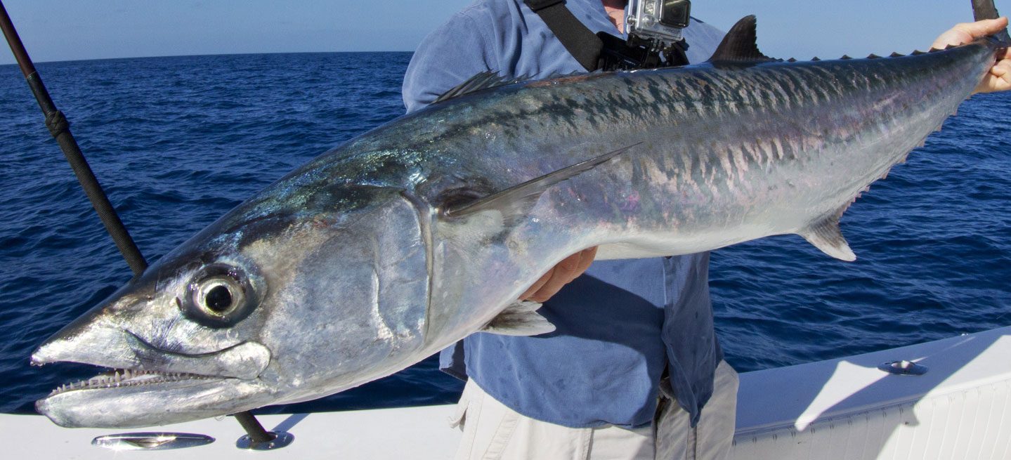 Explainer: Why has Qatar banned Kingfish fishing?